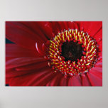 Gerbera Flower print
