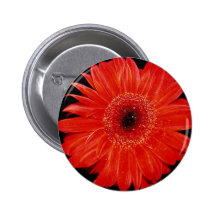 Gerbera flowers pins