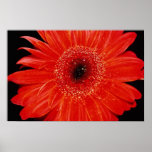 Gerbera flowers print