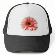 Gerbera
