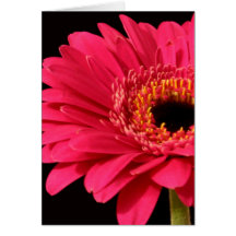 Gerbera in pink card