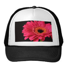 Gerbera in pink hats