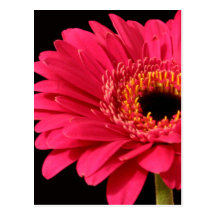 Gerbera in pink postcard