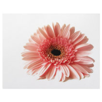 Gerbera