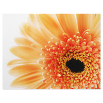 Gerbera