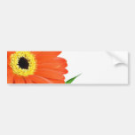 Gerbera On White Background Bumper Sticker