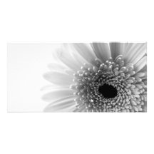 Gerbera Photocarte