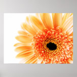 Gerbera Print