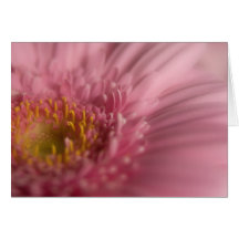 Gerbera rose • Carte de voeux
