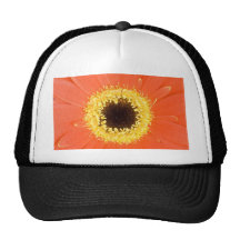 Gerbera rouge casquette