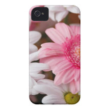 Gerberas & Chrysanthemums iPhone 4 Cases