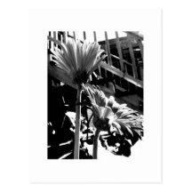Gerbers and Stairs, Black and White Post Card