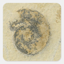 German Ammonite with Dendrites Stickers