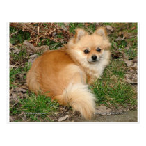 German Kleinspitz Dog postcards