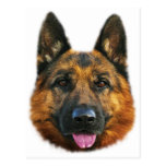 German Shepherd Alsatian K-9 Dog Post Cards