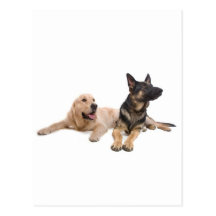 german shepherd and golden retriever carte postale