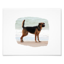 German Shepherd beach stand tongue out Photo Print