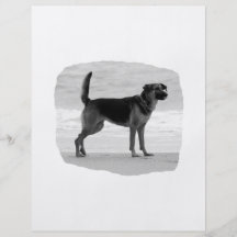 German Shepherd bw beach stand tongue out Flyers
