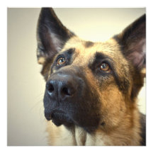 German Shepherd Dog Invitation