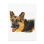 German Shepherd Dog Photo Card Post Card