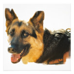 German Shepherd Dog Photo Greeting Card Invitation