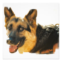 German Shepherd Dog Photo Greeting Card Invitation