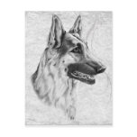 German Shepherd Dog Post Card
