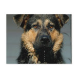 German Shepherd Dog Postcard