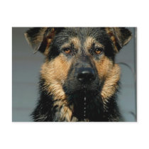 German Shepherd Dog Postcard