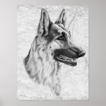 German Shepherd Dog posters