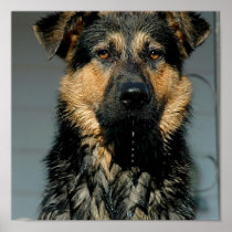 German Shepherd Dog Print