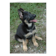 German Shepherd Dog Puppy Card