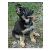 German Shepherd Dog Puppy Postcard