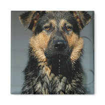 German Shepherd Dog Square Magnet