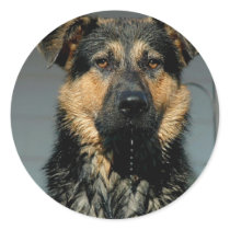 German Shepherd Dog Sticker
