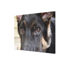 German Shepherd Dog Stretched Canvas Print