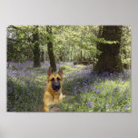 German Shepherd Forest Poster