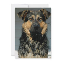 German Shepherd Invitation