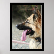 German Shepherd Large Poster