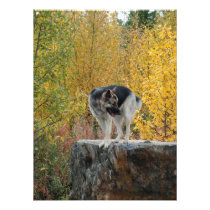 German Shepherd on a Rock