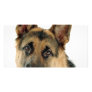 German Shepherd Photo Cards