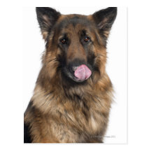 German Shepherd Post Card