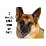 German Shepherd Postcard