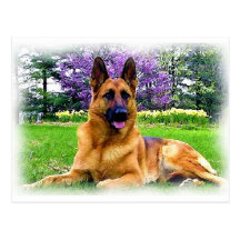 German Shepherd Postcards