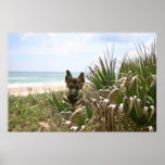 German Shepherd Poster Beachgrass