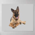 German Shepherd Print