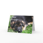 German Shepherd Puppy - Birthday card
