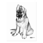German Shepherd Puppy Post Card