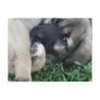 German Shepherd Puppy Postcard