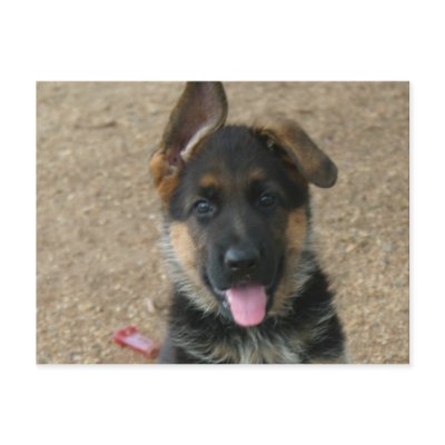 German Shepherd Puppy Postcard by DogPoundGifts